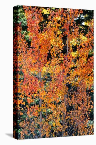 USA, Utah. Colorful autumn aspen and ponderosa pine on Boulder Mountain, Dixie National Forest.-Judith Zimmerman-Premier Image Canvas