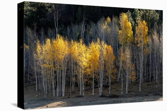 USA, Utah. Colorful autumn aspen on Boulder Mountain, Dixie National Forest.-Judith Zimmerman-Premier Image Canvas
