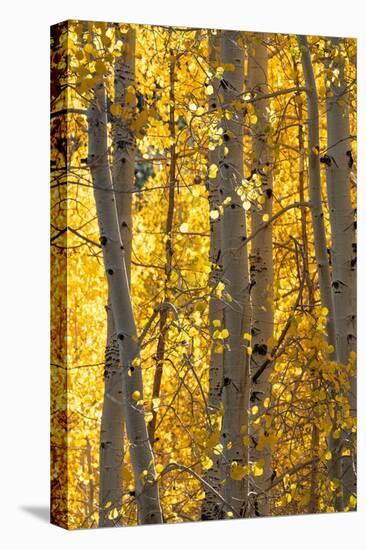 USA, Utah. Colorful autumn aspen on Boulder Mountain, Dixie National Forest.-Judith Zimmerman-Premier Image Canvas