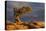 USA, Utah, Dead Horse Point State Park. Sunrise on Juniper Tree-Cathy & Gordon Illg-Premier Image Canvas