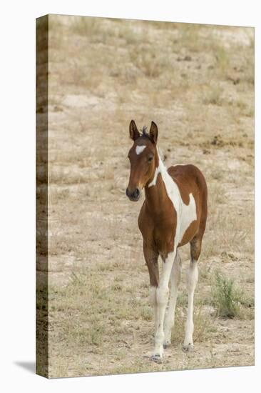 USA, Utah, Tooele County. Wild horse foal close-up.-Jaynes Gallery-Premier Image Canvas