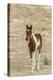 USA, Utah, Tooele County. Wild horse foal close-up.-Jaynes Gallery-Premier Image Canvas