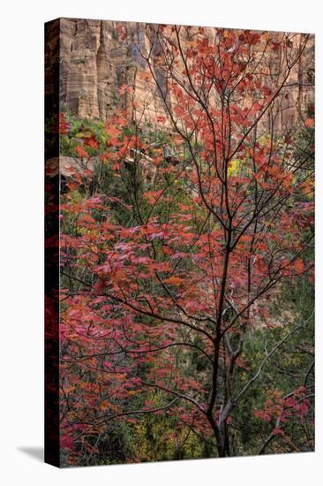 USA, Utah, Zion National Park. Autumn Scenic-Jay O'brien-Premier Image Canvas