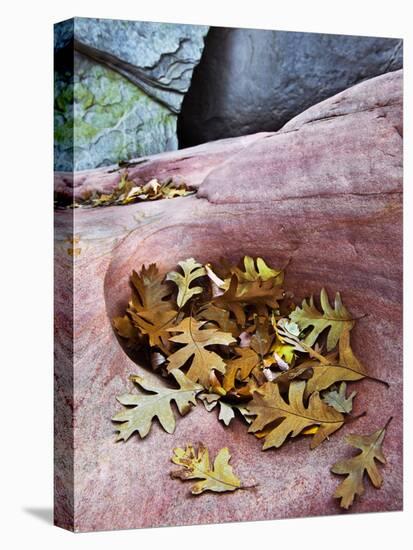 USA, Utah, Zion National Park. Gambel Oak Leaves Fallen on Red Rock-Jaynes Gallery-Premier Image Canvas