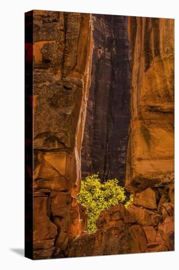 USA, Utah, Zion National Park. Tree and Cliff-Jay O'brien-Premier Image Canvas