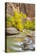 USA, Utah, Zion National Park. Virgin River and fall cottonwood trees.-Jaynes Gallery-Premier Image Canvas