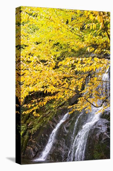 USA, Vermont, Fall foliage in Mad River Valley along trail to Warren Falls-Alison Jones-Premier Image Canvas