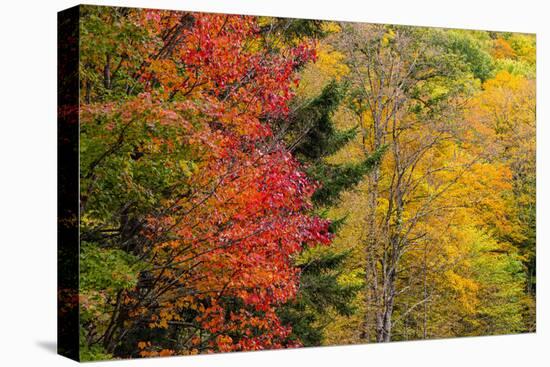 USA, Vermont, Fall foliage in Mad River Valley along trail to Warren Falls-Alison Jones-Premier Image Canvas