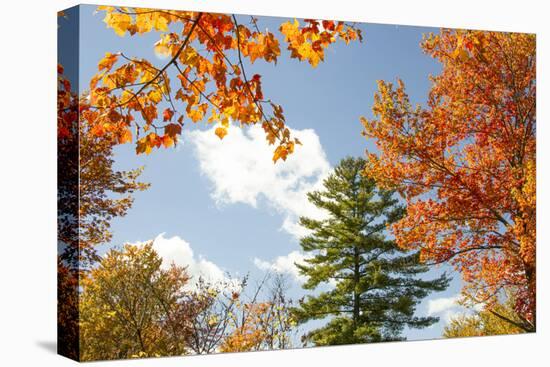 USA, Vermont, Fall foliage in Morrisville on Jopson Lane-Alison Jones-Premier Image Canvas