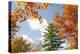 USA, Vermont, Fall foliage in Morrisville on Jopson Lane-Alison Jones-Premier Image Canvas