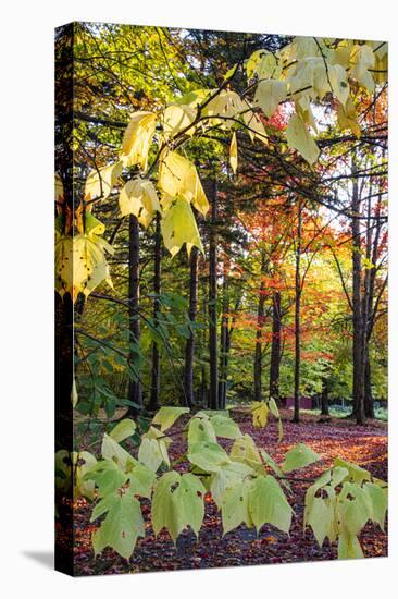 USA, Vermont, Morrisville, Jopson Lane. Fall foliage-Alison Jones-Premier Image Canvas