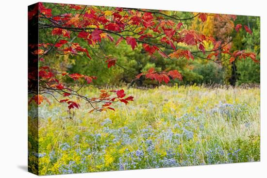 USA, Vermont, Morrisville. Lyle McKee Road, fall foliage-Alison Jones-Premier Image Canvas