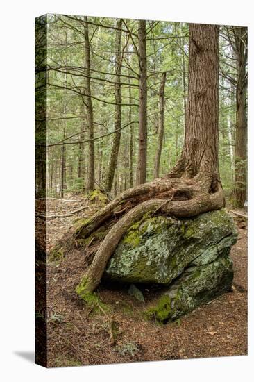 USA, Vermont, Morrisville. Sterling Forest, tree with roots spread over lichen covered rocks-Alison Jones-Premier Image Canvas