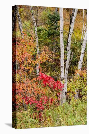 USA, Vermont, Stowe, birch trees around wetlands above the Toll House on Route 108-Alison Jones-Premier Image Canvas