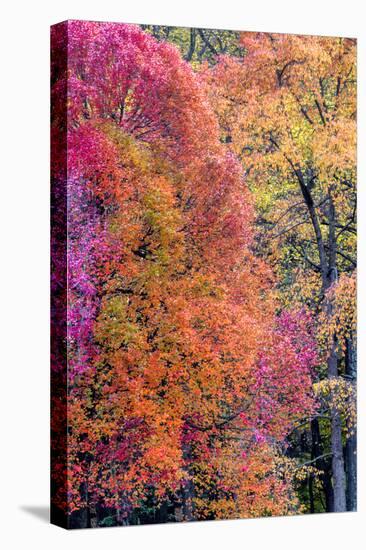 USA, Virginia, Mclean. Scenic in Great Falls State Park-Jay O'brien-Premier Image Canvas
