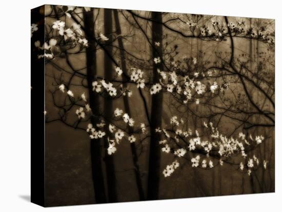 USA, Virginia, Shenandoah NP. Dogwood Blossoms in the Mist-Bill Young-Premier Image Canvas