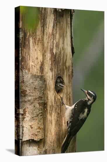 USA, WA. Female Hairy Woodpecker (Picoides villosus) at nest chick in western Washington.-Gary Luhm-Premier Image Canvas