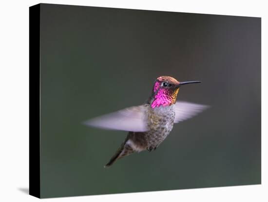 USA, WA. Male Anna's Hummingbird (Calypte anna) displays its gorget while hovering in flight.-Gary Luhm-Premier Image Canvas