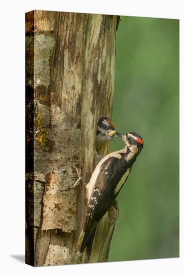 USA, WA. Male Hairy Woodpecker (Picoides villosus) feeding chick at nest in western Washington.-Gary Luhm-Premier Image Canvas