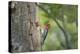 USA, WA. Red-breasted Sapsucker (Sphyrapicus ruber) mated pair at their nest in a red alder snag.-Gary Luhm-Premier Image Canvas