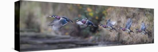 USA, WA. Sequence flight of an adult male Wood Duck (Aix Sponsa) over a marsh-Gary Luhm-Premier Image Canvas