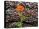 USA, WA, Table Mountain eastern Cascade Mountains Indian Paint Brush besides Ponderosa Pine Bark-Sylvia Gulin-Premier Image Canvas