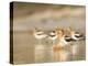 USA, Washington. American Avocets in Mating Behavior at Soap Lake-Gary Luhm-Premier Image Canvas