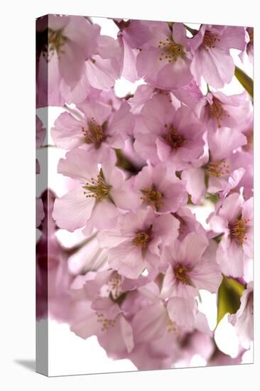 USA, Washington DC, Cherry Blossoms, Tidal Basin-Hollice Looney-Premier Image Canvas