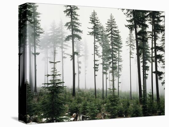 USA, Washington, Managed Forest-Christopher Talbot Frank-Premier Image Canvas