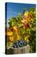 USA, Washington. Merlot Grapes in Eastern Washington Vineyard-Richard Duval-Premier Image Canvas