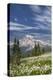 USA, Washington, Mount Rainier NP. Avalanche Lilies and Mount Rainier-Jaynes Gallery-Premier Image Canvas