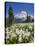 USA, Washington, Mount Rainier NP. Avalanche Lilies and Mount Rainier-Jaynes Gallery-Premier Image Canvas