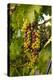USA, Washington, Okanogan Valley, Omak. Merlot grapes ripen in the Okanogan Valley-Richard Duval-Premier Image Canvas