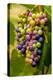 USA, Washington, Okanogan Valley. Pinot Grapes in Veraison in Vineyard-Richard Duval-Premier Image Canvas