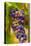 USA, Washington, Okanogan Valley. Pinot Grapes in Veraison in Vineyard-Richard Duval-Premier Image Canvas