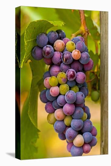 USA, Washington, Okanogan Valley. Pinot Grapes in Veraison in Vineyard-Richard Duval-Premier Image Canvas