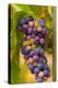 USA, Washington, Okanogan Valley. Pinot Grapes in Veraison in Vineyard-Richard Duval-Premier Image Canvas