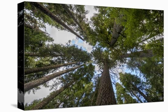 USA, Washington. Old Growth Douglas Fir Tree Canopy, Mt. Rainier-Gary Luhm-Premier Image Canvas