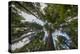 USA, Washington. Old Growth Douglas Fir Tree Canopy, Mt. Rainier-Gary Luhm-Premier Image Canvas