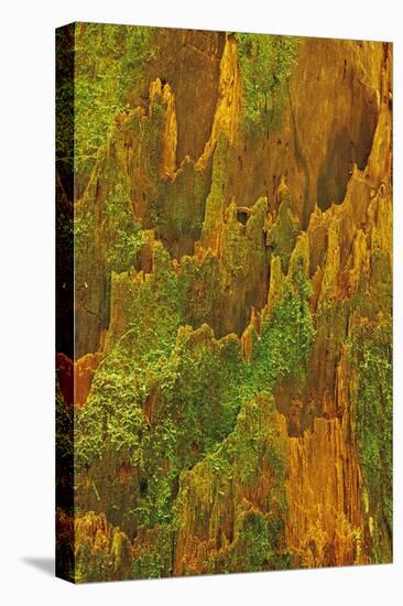 USA, Washington, Olympic National Park. Hemlock Tree Bark with Moss-Jaynes Gallery-Premier Image Canvas