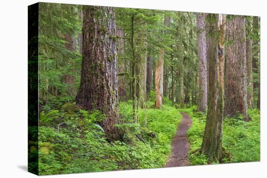 USA, Washington, Olympic National Park. Scenic of Old Growth Forest-Jaynes Gallery-Premier Image Canvas