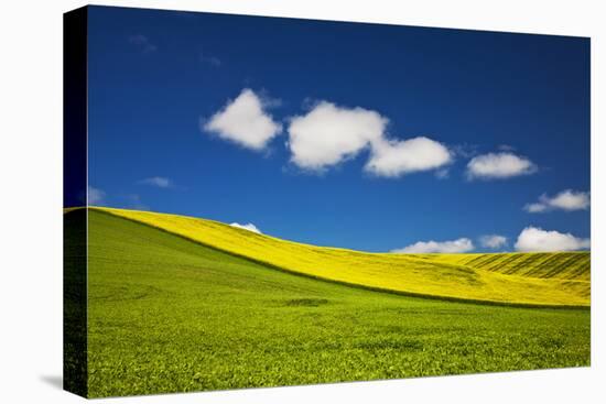 USA, Washington, Palouse. Rolling Hills Covered by Canola and Peas-Terry Eggers-Premier Image Canvas
