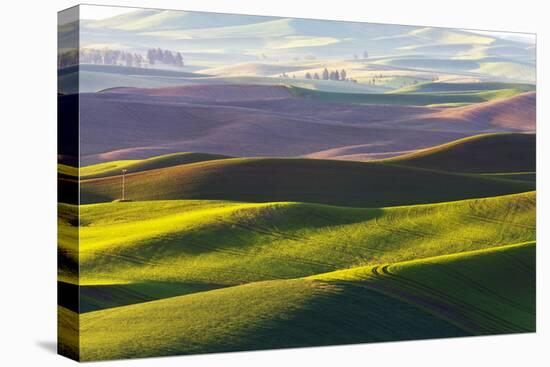 USA, Washington, Palouse. Rolling Hills Covered by Fields of Peas-Terry Eggers-Premier Image Canvas