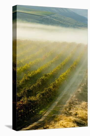 USA, Washington, Pasco. Fog and Harvest in a Washington Vineyard-Richard Duval-Premier Image Canvas