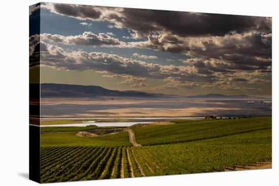 USA, Washington, Pasco. Vineyard in Eastern Washington-Richard Duval-Premier Image Canvas