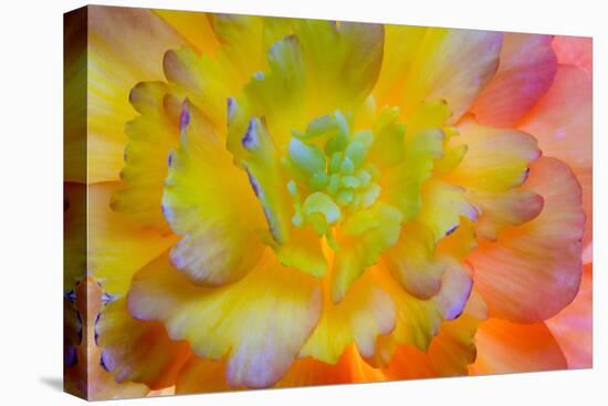 USA, Washington, Seabeck. a Back-Lit, Glowing Begonia Blossom-Jaynes Gallery-Premier Image Canvas