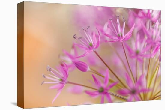 USA, Washington, Seabeck. Close-up of allium blossoms.-Jaynes Gallery-Premier Image Canvas