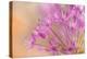 USA, Washington, Seabeck. Close-up of allium blossoms.-Jaynes Gallery-Premier Image Canvas