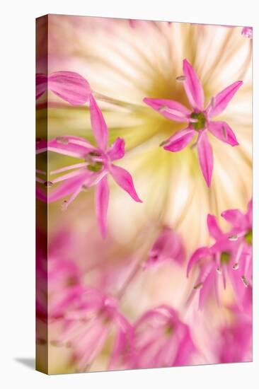 USA, Washington, Seabeck. Close-up of allium blossoms.-Jaynes Gallery-Premier Image Canvas