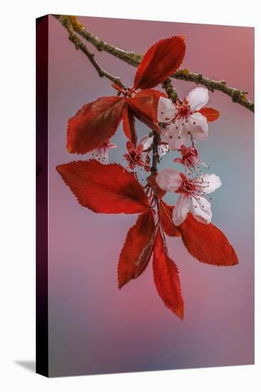 USA, Washington, Seabeck. Flowering plum tree in spring.-Jaynes Gallery-Premier Image Canvas